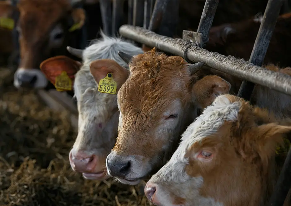 IoT agriculture